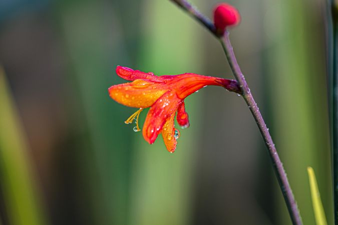 Side of red crocosmia flower
