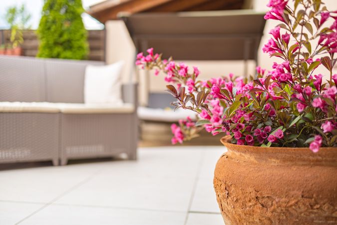 Pink flowers in terra-cotta pot on patio