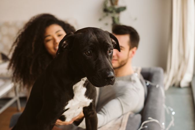 Funny dog sitting on sofa near owners