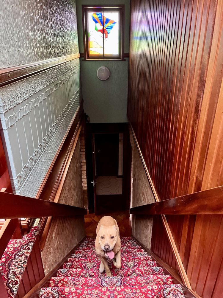Excited pet dog running up stairs in house with retro decor