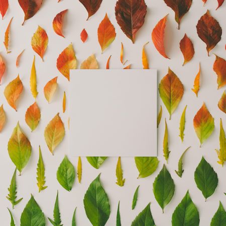 Colorful leaves from amber to green on light background with paper card