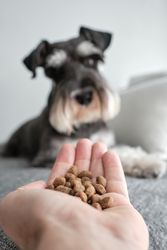 Obedient dog sitting on sofa and waiting for food