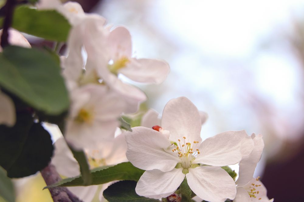 Flowers of cherry or apple blossom