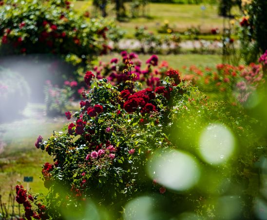 Rose garden in Saverne. Museum of Flowers.