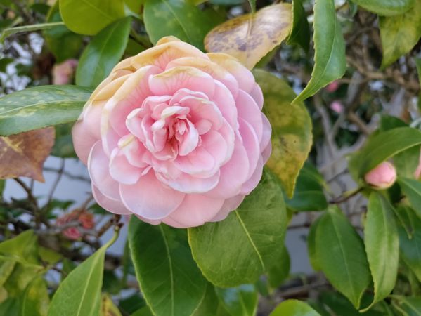 Light pink camellia flower with green leaves