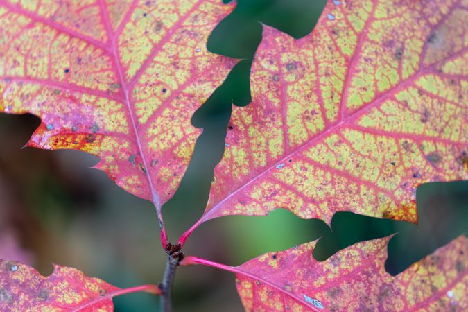Close up of colorful fall leaves