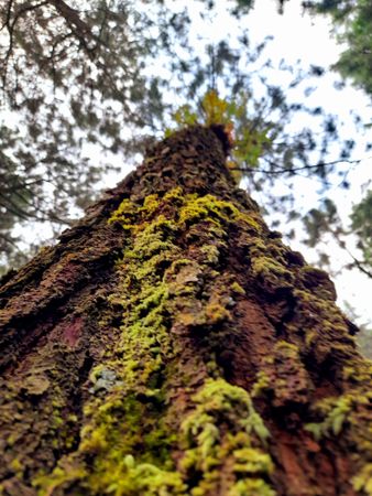 Moss that grows on pine tree trunks