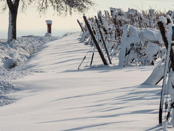 Alsace vineyards under heavy snow on a sunny winter day. Details and top view.
