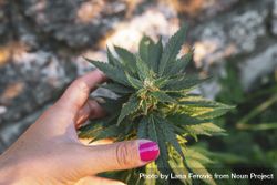 Woman’s hand holding top of young marijuana plant 48jEq0