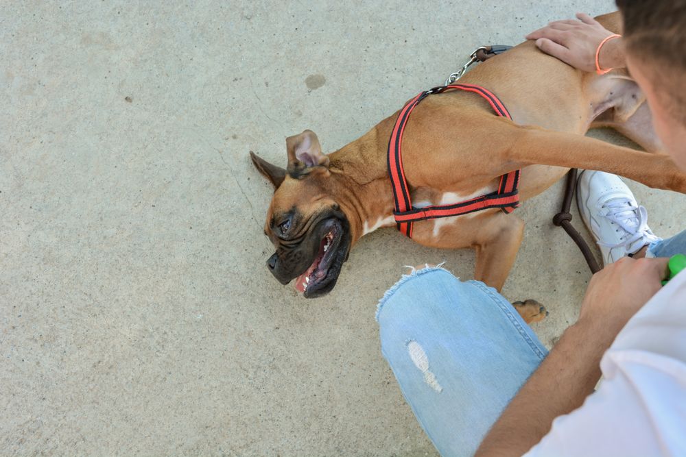 Man running and playing with his dog.