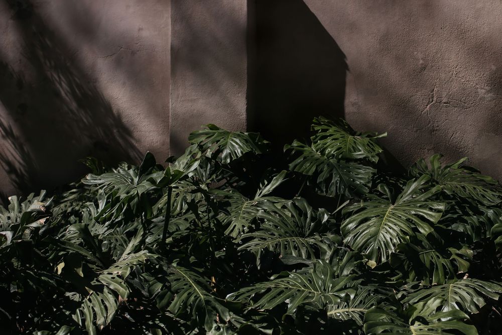 Moody tropical still life.