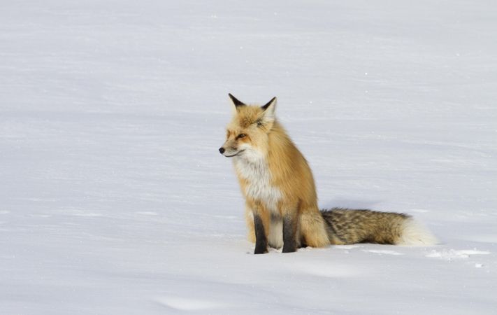 Red fox pictured in the snow