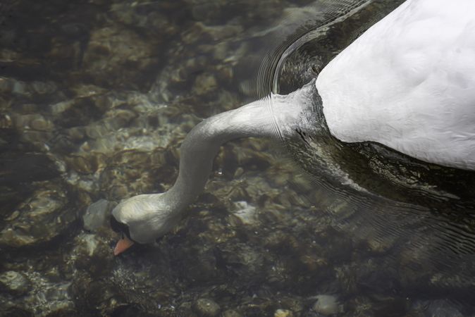 Swan head submerged in clear water