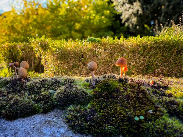 Mushrooms growing out of moss