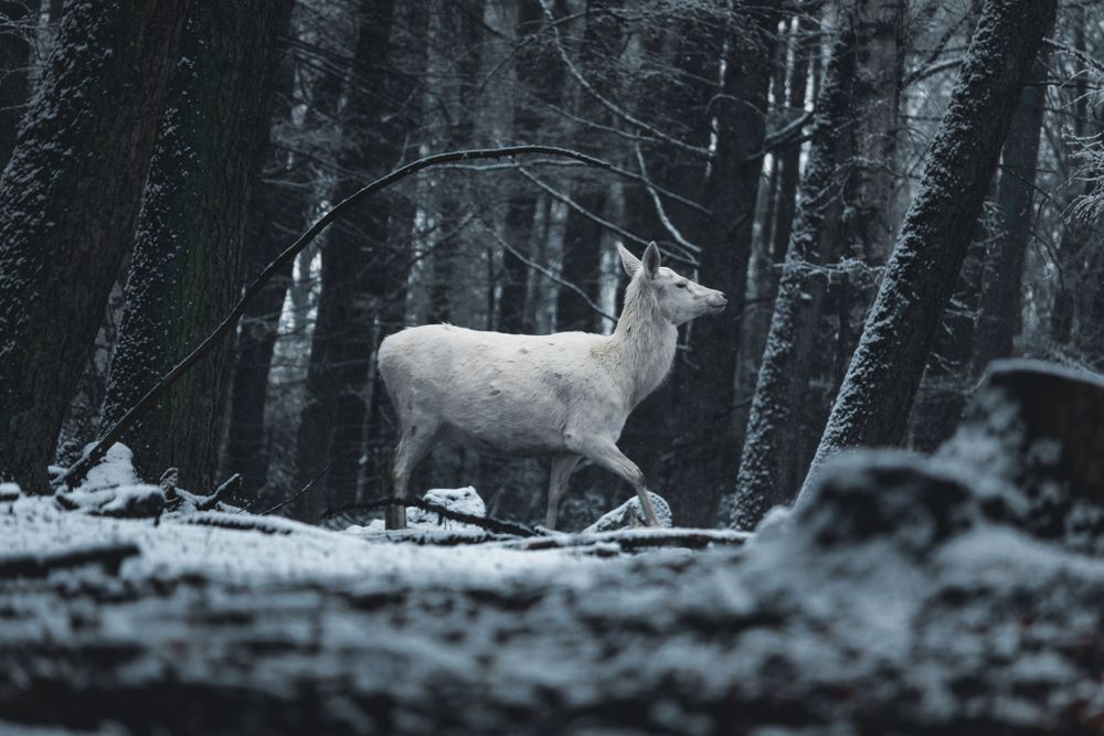 Grayscale photo of deer on snow covered ground