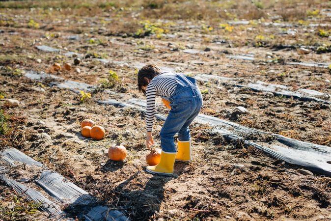 Child in denim overalls collecting pumpkins in yard