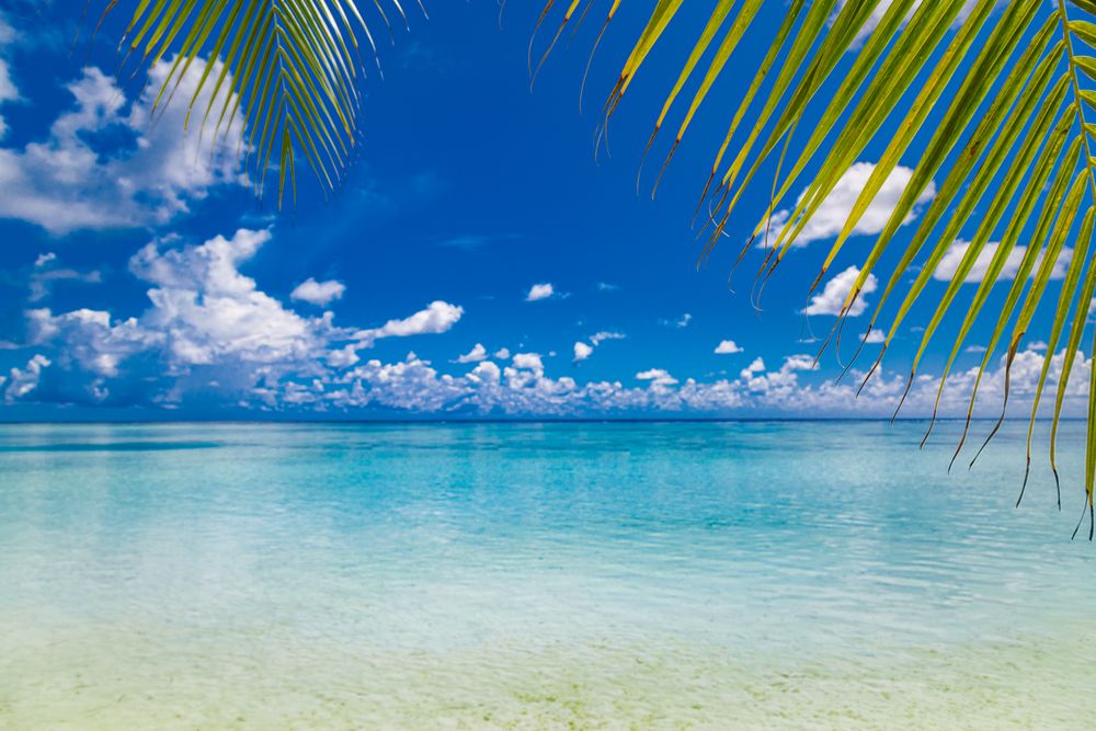 Clear blue water in the Maldives framed with palm trees