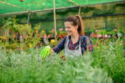 Cheerful gardener working in greenhouse