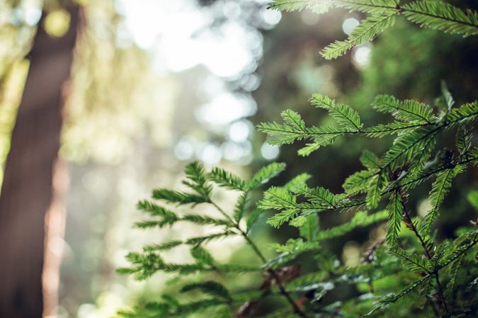 Green leaves of fern