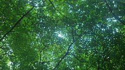 Tree shade