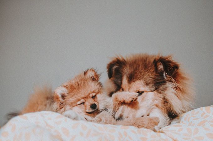 Adult Shetland sheepdog and her puppy