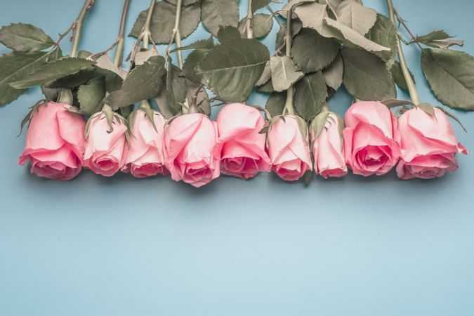 Pink roses on blue background