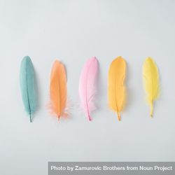 Colorful row of feathers on light background 4dqKLb