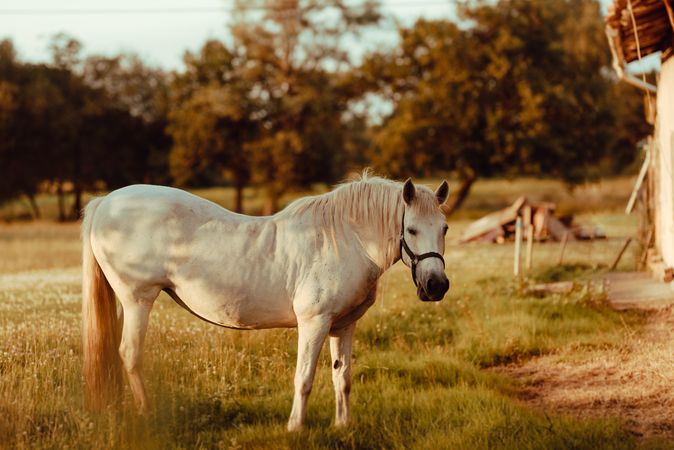 Horse grazing in meadow near tree