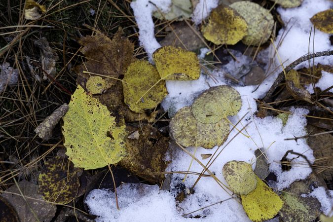Leaves and a patch of snow in Lost 40 Scientific and Natural Area in Minnesota
