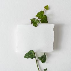 Green vine with light  paper note