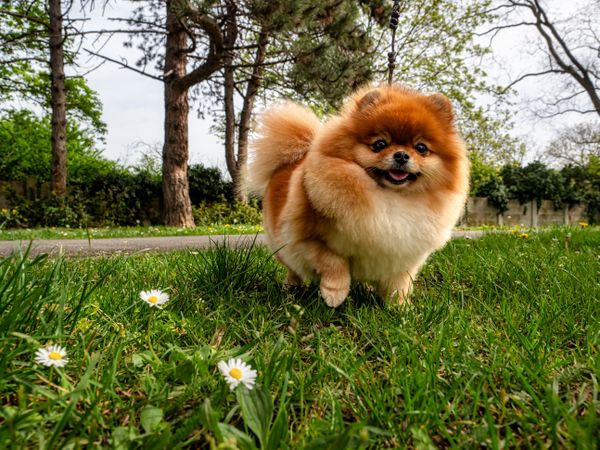 A funny spitz, a tiny dog.