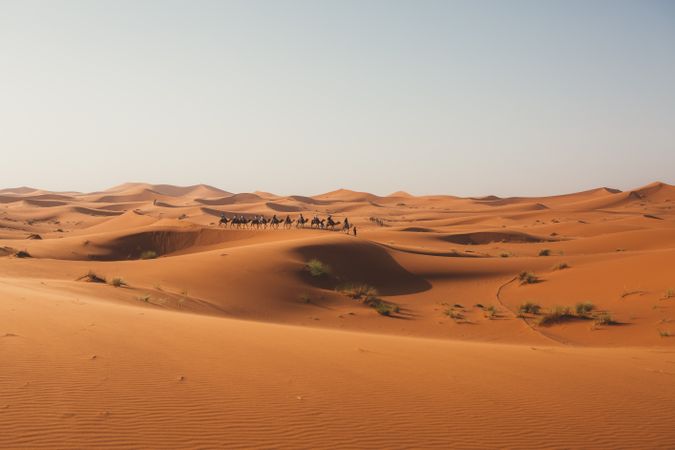 Silhouette of travelers on camels in sunset