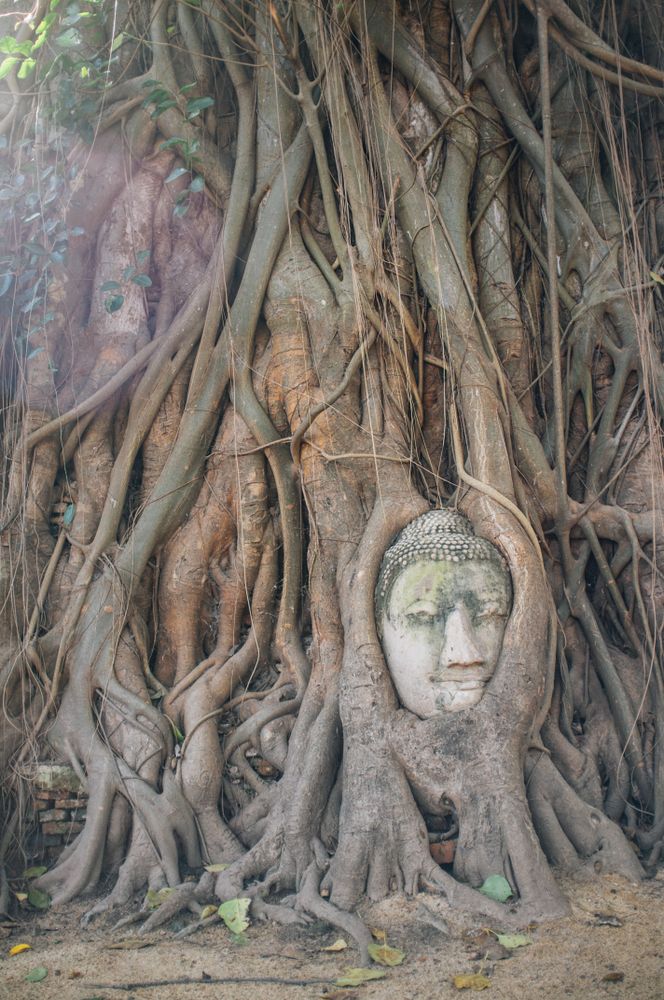 Buddha face covered with tree roots