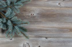 Blue spruce tree branch on aged wood