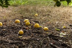 Bunch of lemons on ground under tree