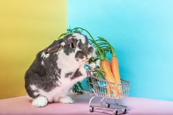 Bunny with shopping cart full of carrots