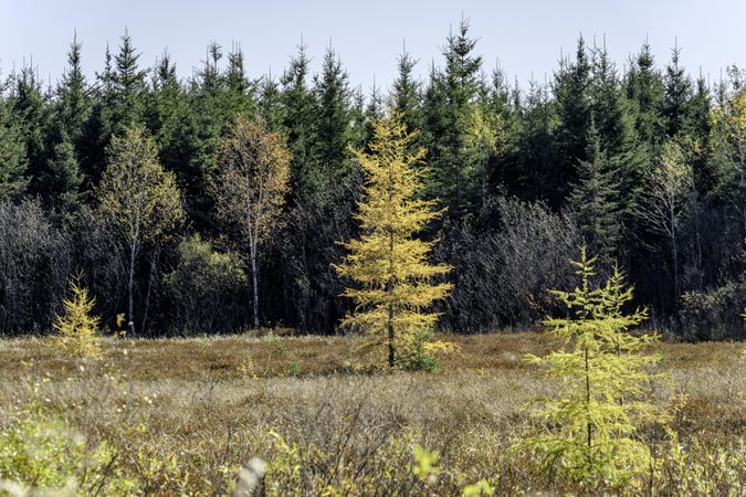 Tamarack trees in forest in Itasca County, Minnesota
