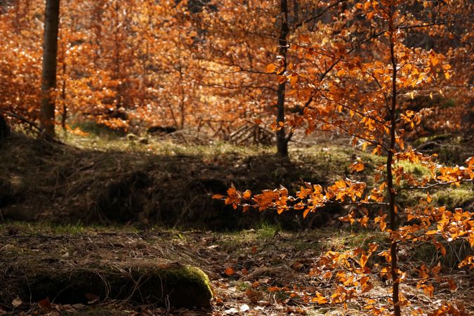 Beautiful golden forest in autumn