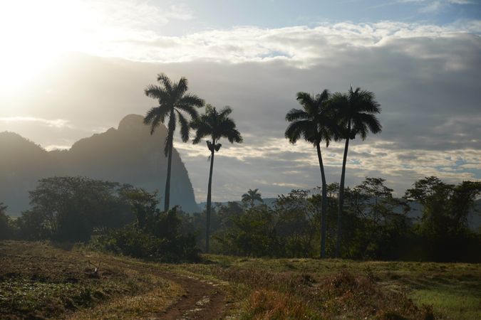 Countryside road on field near palms and hills