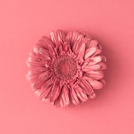 Pink daisy flower on pink background