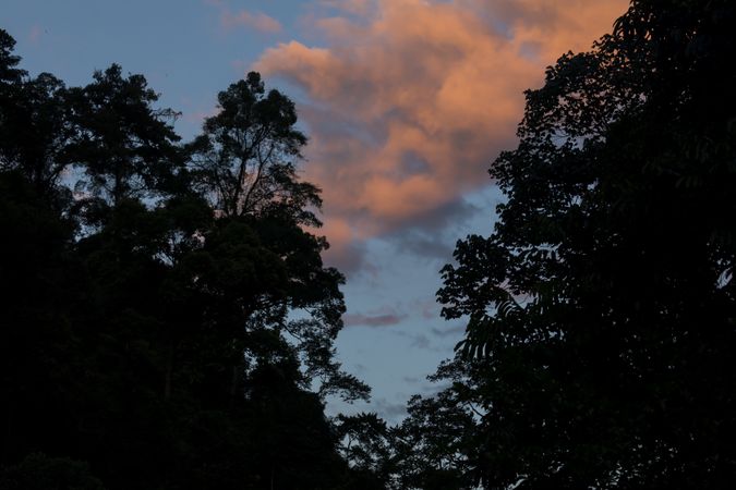 Silhouette of jungle trees at sunset in Gunung Leuser National Park, near the river Bohorok