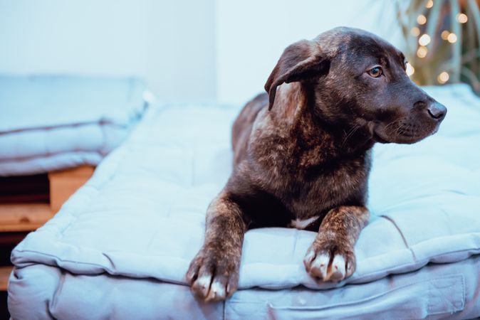 Dog lying on floor