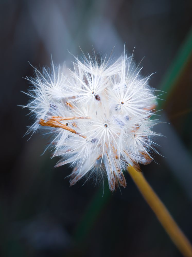 the delicate beauty of a grass flower, showcasing its slender, feathery petals and intricate structure