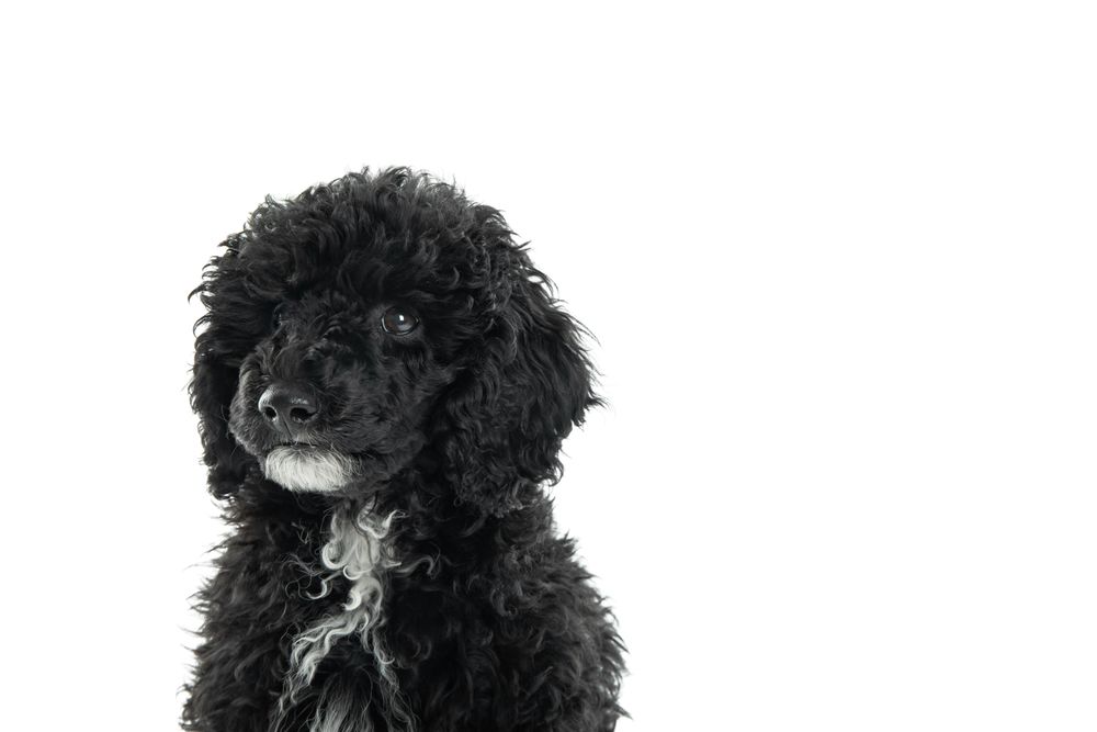 Portrait of adorable dog with copy space