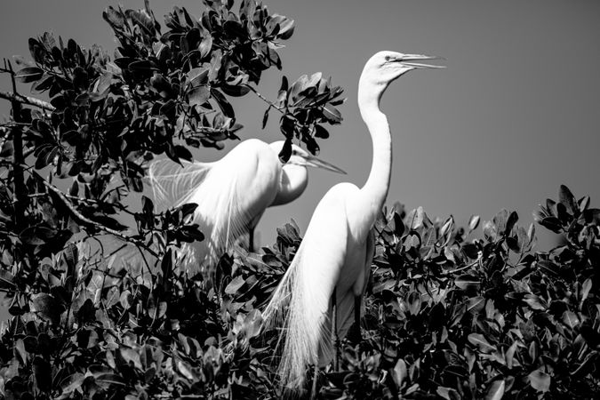 Two egret birds perched in bush