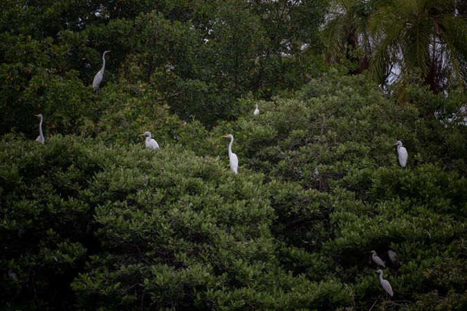 Siege of heron birds in hedge above the water