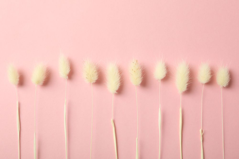 Line of dried bunny tail on pink background