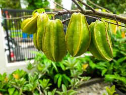 Focus of Starfruit fruit hanging on a tree, a plant cultivated at home