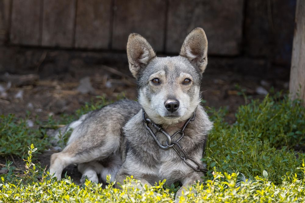 Gray husky puppy on green grass field