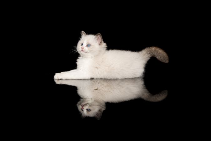 Cute ragdoll kitten with blue eyes lying down lookin up on a dark background with reflection seen from the side
